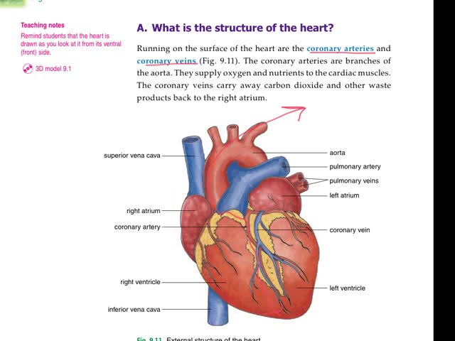 Biological Concept-Ch.8 (14) - How heart adapted to its ...